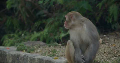 Wild monkey in the forest Stock Footage 149950684