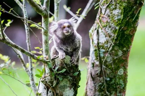 Wild monkey hanging on tree Stock Photos
