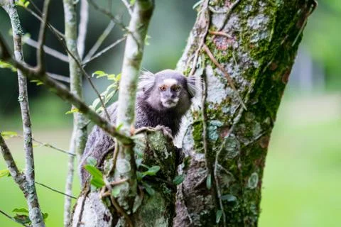 Wild monkey hanging on tree Stock Photos