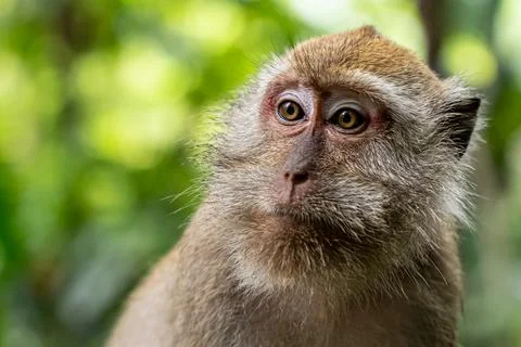 Wild monkey head close up in the jungle Stock Photos