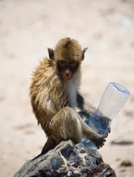 A wild monkey holds an empty bottle and looks into the camera. Stock Photos