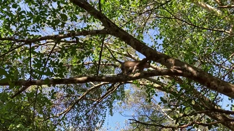 Wild monkey hurriedly climbed onto the tree branch. Stock Footage 143097419