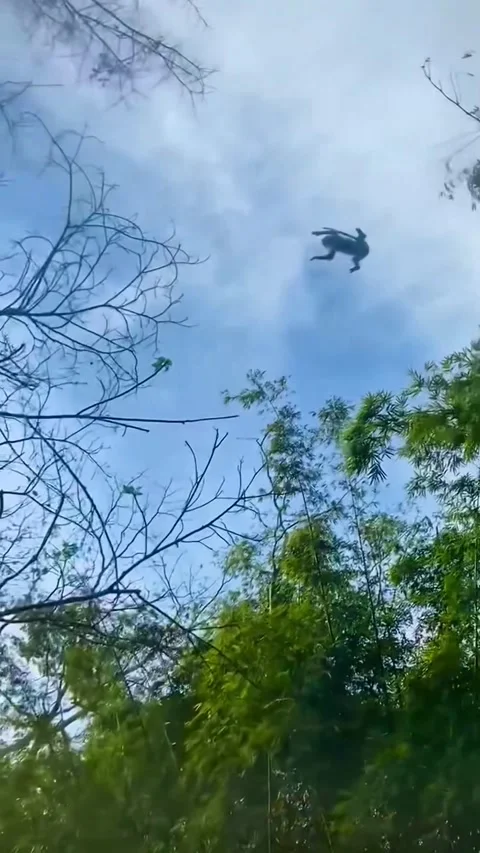 Wild Monkey Jumping Across River Between Trees In Thailand Vídeos de archivo 336768802