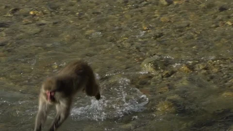 Wild monkey jumping to cross river on winter season. Snow monkey jump Japan-Dan Stock Footage 144538703