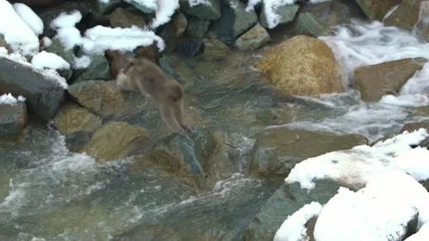Wild monkey jumping to cross river on winter season. Snow monkey jump Japan-Dan Stock Footage 144538901