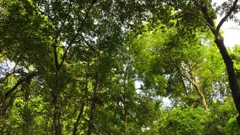 Wild monkey jumping through forest canopy – tropical treetop wildlife b-roll Stock Footage 340152690