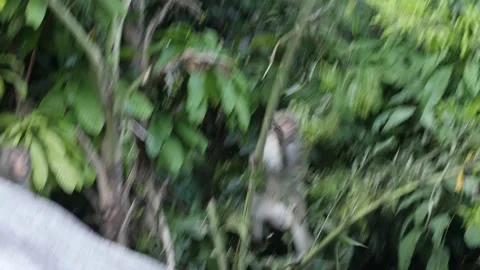 Wild monkey jumping on the tree branches in the tropical jungle. Stock Footage 139327575