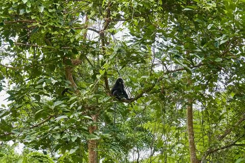 A wild monkey of the Langur breed on a tree branch in the dense jungle. Natur Stock Photos
