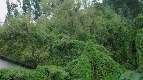 Wild Monkey Leaping Across Tree Canopies in Forest Wilderness Stock Footage 347267513