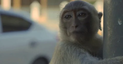 Wild monkey looking around Stock Footage 78291680