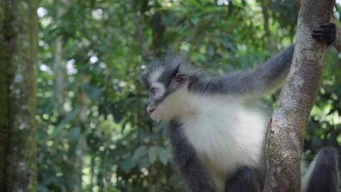 Wild monkey looking around while sitting on tree branch in Sumatra jungle Stock Footage 321000381