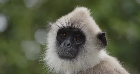 Wild Monkey Looking at Camera Stock-Footage 218269833