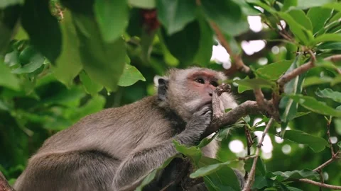 Wild monkey lying on a branch and resting quietly on tree in peaceful 스톡 동영상 312916824