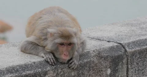 Wild monkey lying on ground Stock Footage 132696498