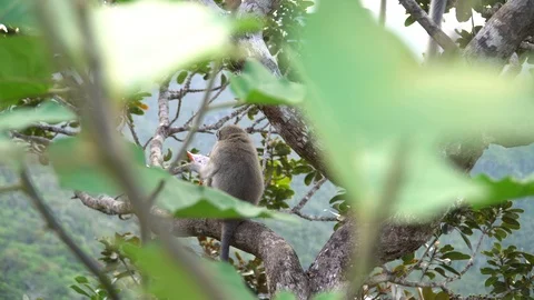 Wild monkey in natural camera setting.sitting on the green tree Stock Footage 105007425
