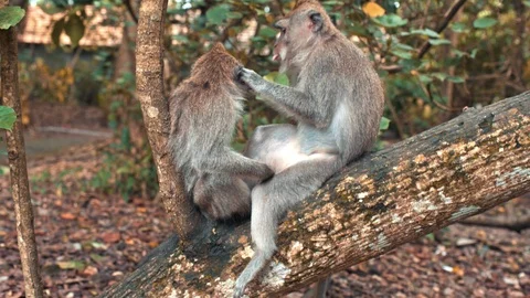 Wild monkey in nature Video stock 86750668