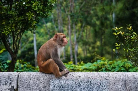 Wild monkey in nature on monkey Mountain in Da Nang in Vietnam Stock Photos