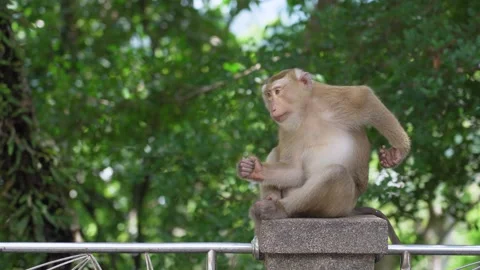 Wild monkey in the nature park Stock Footage 156815625