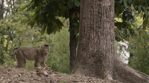 Wild monkey near broadleaf tree, side view Video stock 320616462