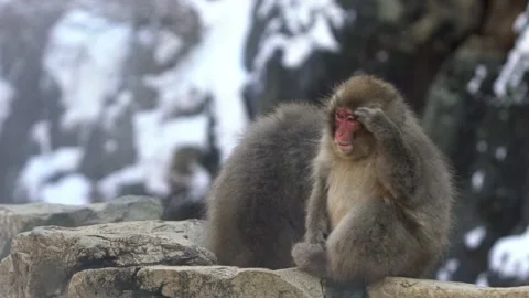 Wild monkey near a hot spring. Snow monkey on onsen Nagano. Macaca fuscata-Dan Stock Footage 144537199
