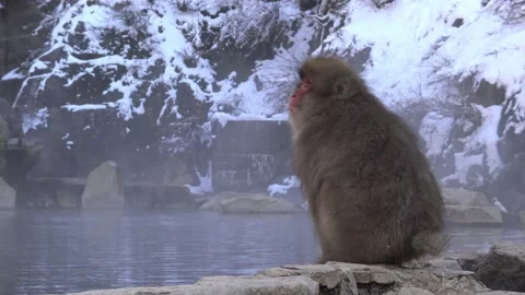 Wild monkey near a hot spring. Snow monkey on onsen Nagano. Macaca fuscata-Dan Stock Footage 144537793