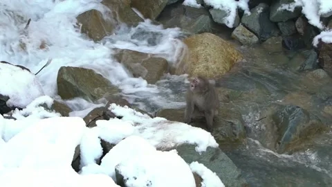 A wild monkey near river during winter season. Snow monkey in snowy mountain-Dan Stock Footage 144537251