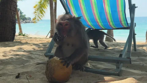 Wild Monkey Opening Coconut on Tropical Beach – Cham Island Hoi An Vietnam Stock Footage 334182375