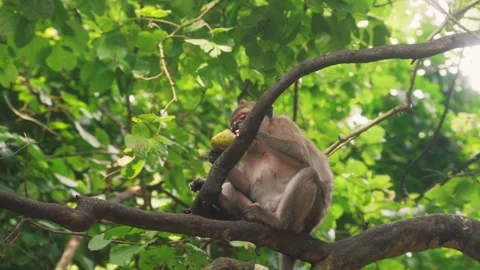 Wild Monkey Perched Comfortably in Tree Fork Nibbling Food in Nature Stock-Footage 347681408
