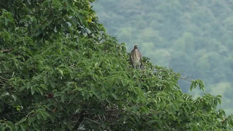 Wild Monkey Perched on Lush Green Tree Canopy in Misty Forest Stock Footage 341367418