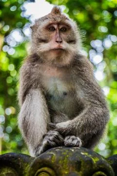 A Wild Monkey Perched on a Statue Stock-Fotos