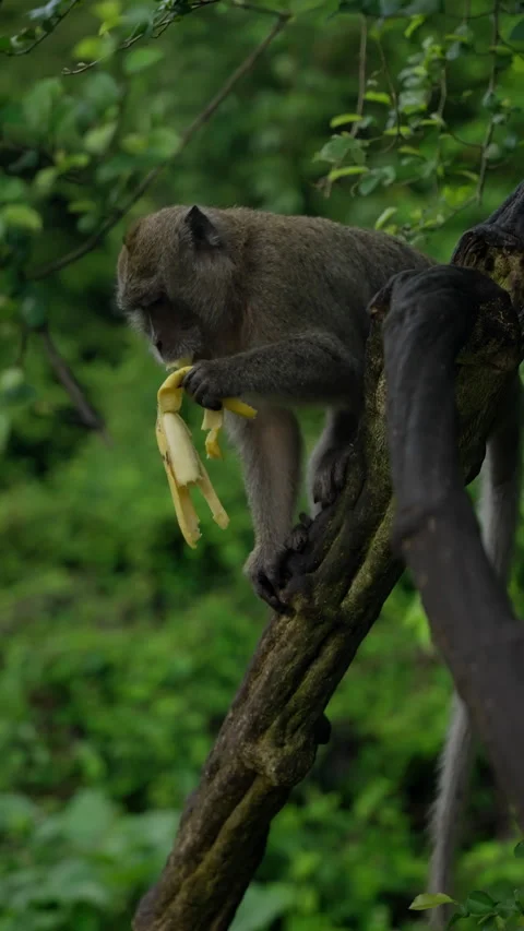 A wild monkey perched on a tree branch in a lush green forest, skillfully Stock Footage 312205921