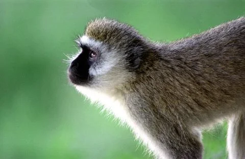 Wild Monkey Foto stock