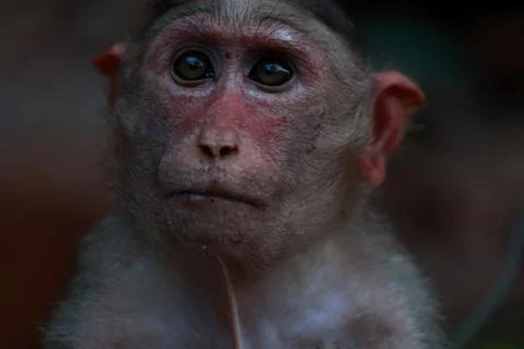 A wild monkey planning what to do in the jungle Stock Photos