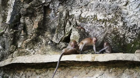 Wild Monkey playing In Krabi temple Thailand Hd Video stock 86593523