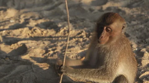 Wild monkey playing with small wood stick on the sand beach. Thailand 스톡 동영상 49422776