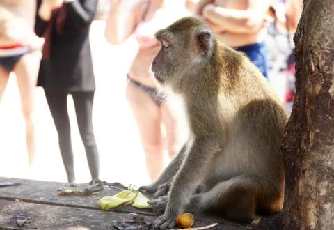 Wild Monkey Portrait Stock Photos