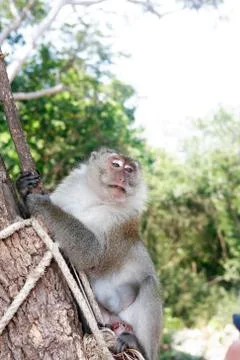 Wild Monkey Portrait Stock Photos