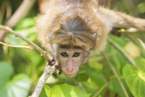 Wild Monkey Portrait Stockfoto's