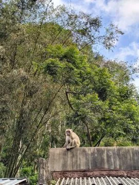 Wild Monkey Resting Against Lush Green Trees and Blue Sky Stock Photos