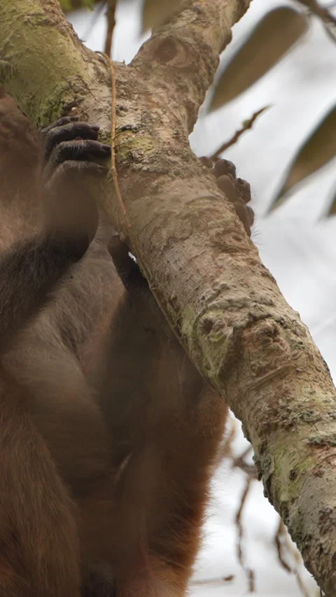 Wild Monkey Resting On Tree Branch In Indian Forest Stock Footage 341916011