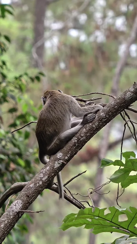 Wild monkey resting on a tree branch in the forest canopy Stock-Footage 347214768
