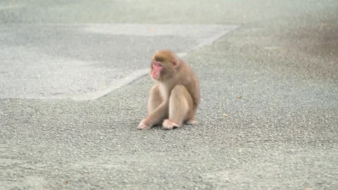 Wild monkey on the road in Izu peninsula, Shizuoka Prefecture Stock Footage 318564478