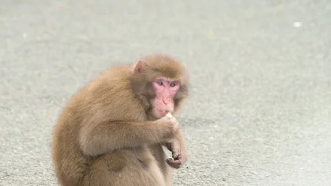 Wild monkey on the road in Izu peninsula, Shizuoka Prefecture Stock Footage 318564493