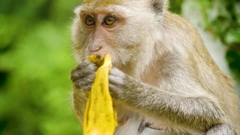 Wild Monkey at Sacred Monkey Forest In Ubud, Island Bali, Indonesia Stock Footage 136751241