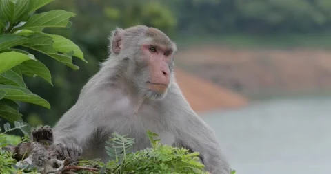 Wild monkey sit on tree Stock Footage 132695976