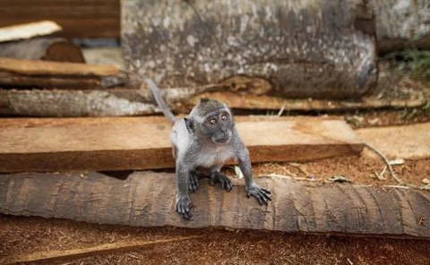 The wild monkey sits on the ground Stock Photos