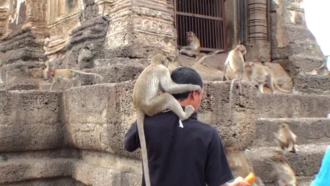 A wild monkey sits on the neck of an Asian man. Thailand, Lopburi City 库存影片 112998093
