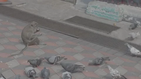A wild monkey sits on patterned paving stones. Stock Footage 341849086