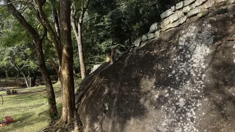 A wild monkey sits quietly on a rock Stock Footage 219118791