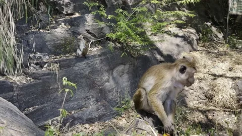 A wild monkey sits on a rock and eats mango Stock Footage 218318277